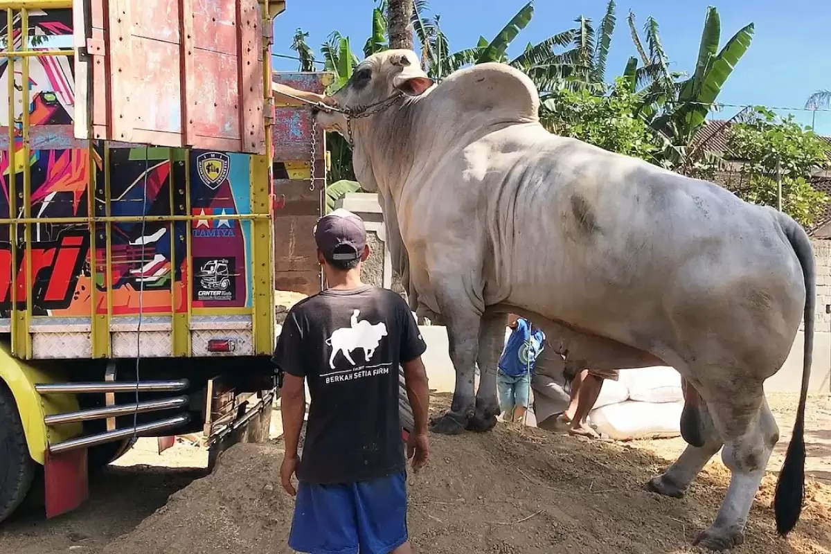 (ویدئو) بزرگترین گاو نر آنگول جهان در اندونزی؛ یک گاو با 1130 کیلوگرم وزن و 182 سانتی متر قد
