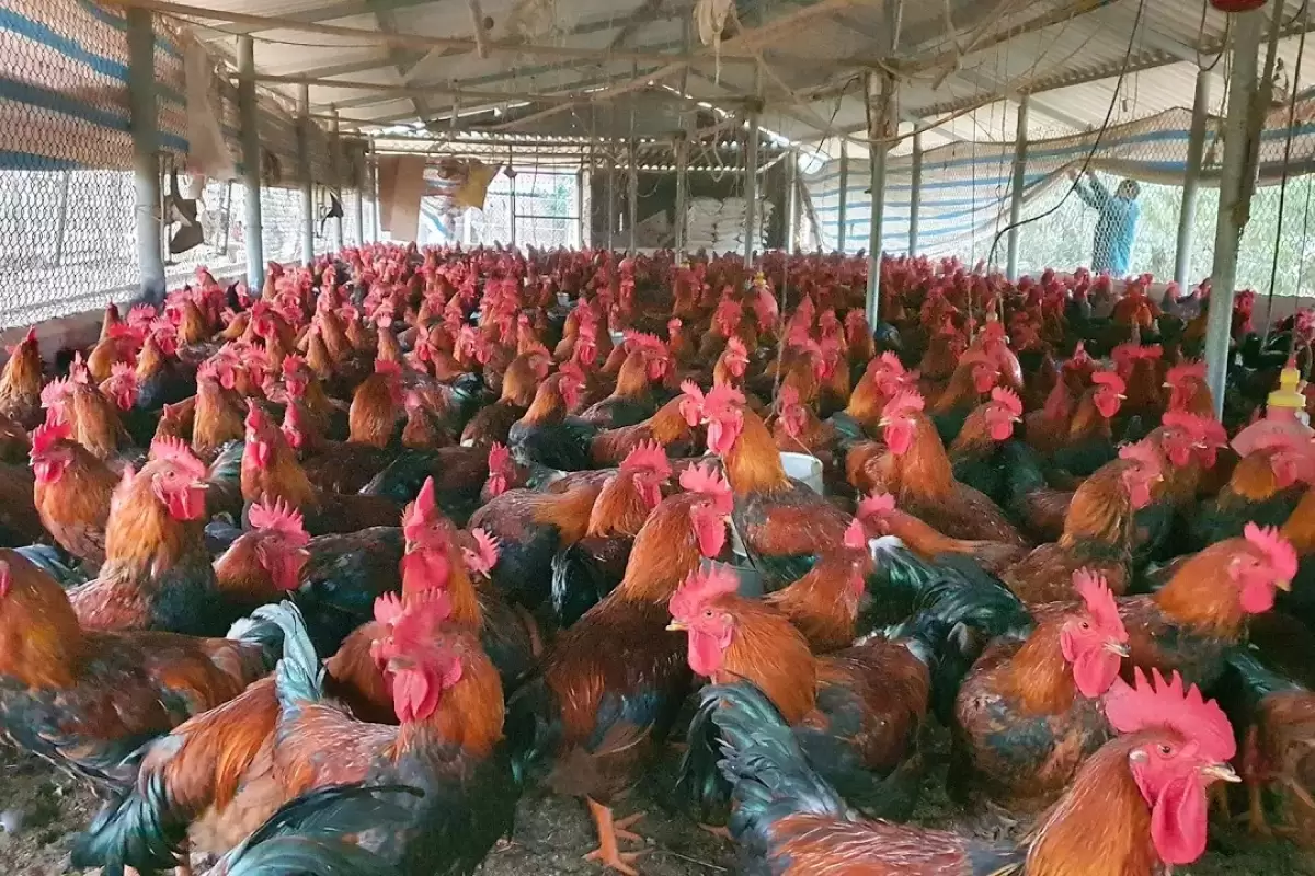 (ویدئو) این مرد بزرگترین پرورش دهنده مرغ و خروس محلی در ویتنام است