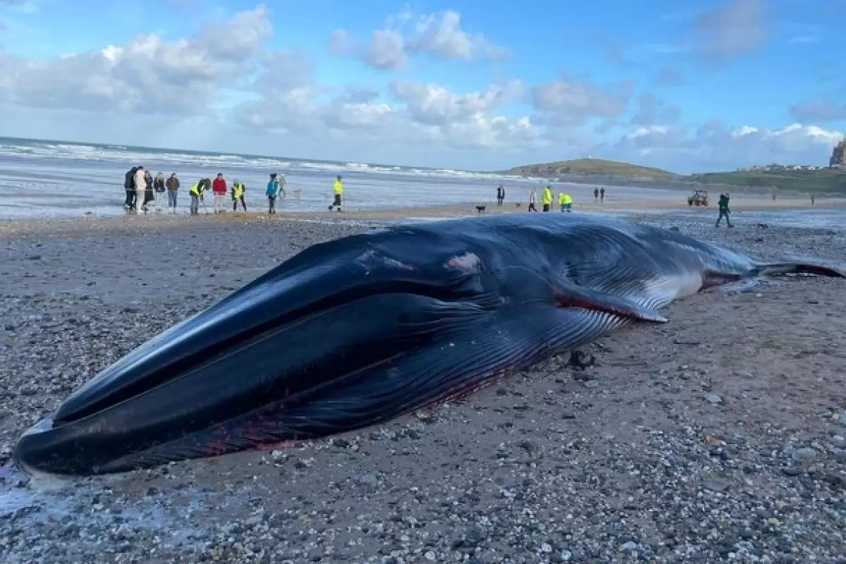 ببینید | پیدا شدن جسد نهنگ عظیم الجثه‌ در انگلیس