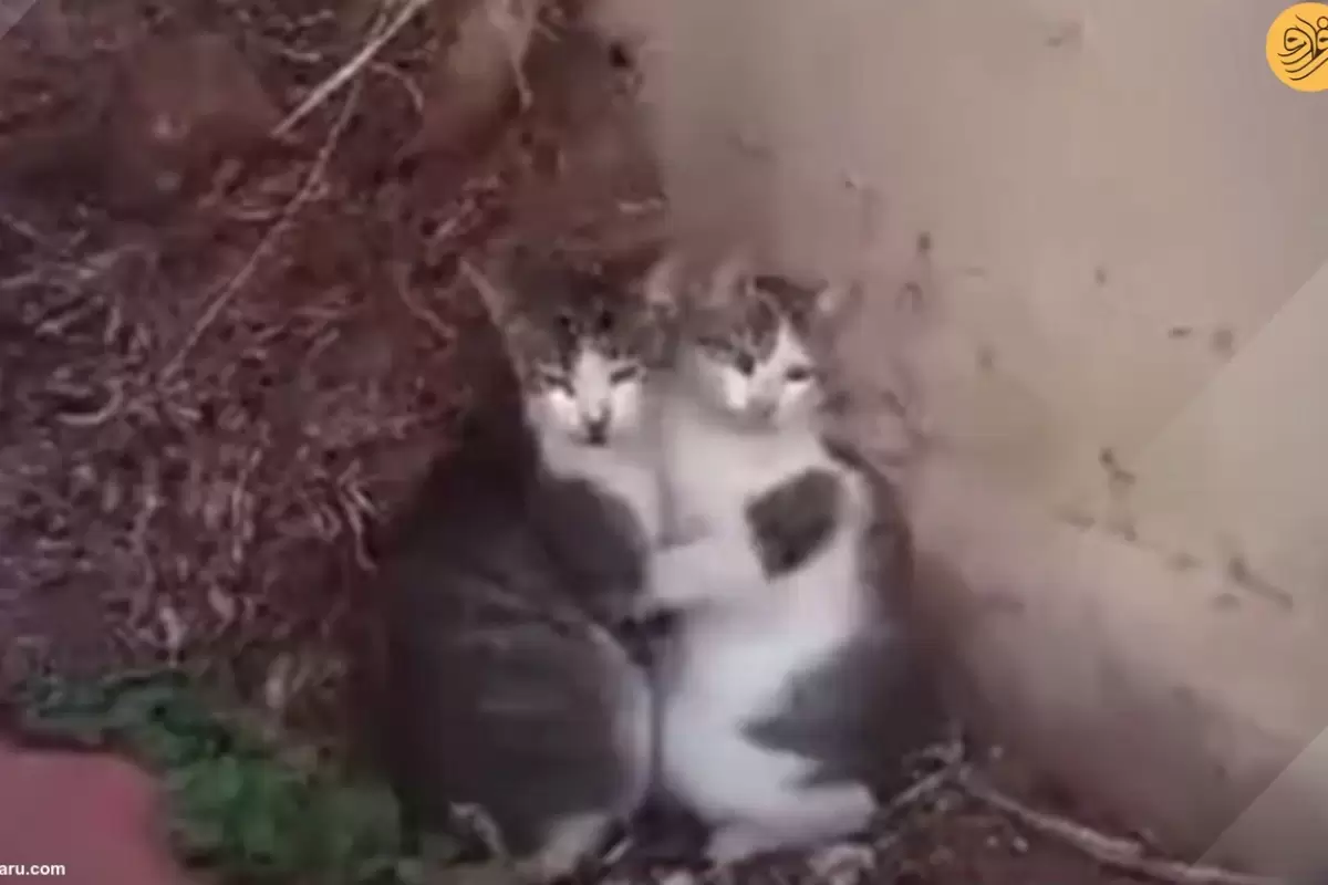 (ویدئو) بمباران غزه و دو گربه که از ترس به‌ هم چسبیدند