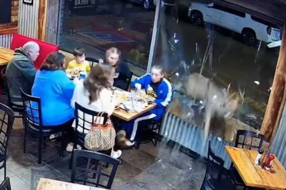 ببینید | لحظه برخورد گوزن با پنجره رستوران و زخمی شدن نوجوان
