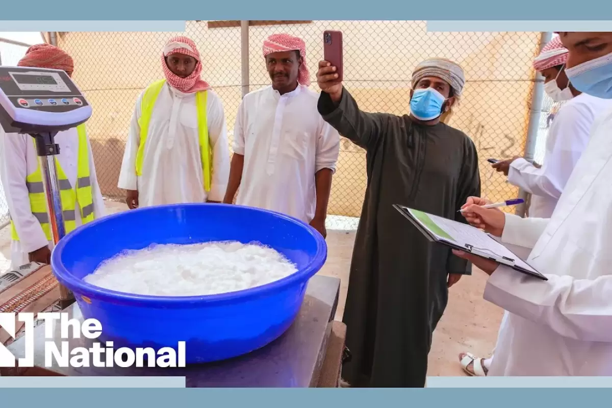 (ویدئو) مسابقه شیر دوشی شترها در امارات؛ نفر اول 16 کیلوگرم شیر داد و اول شد