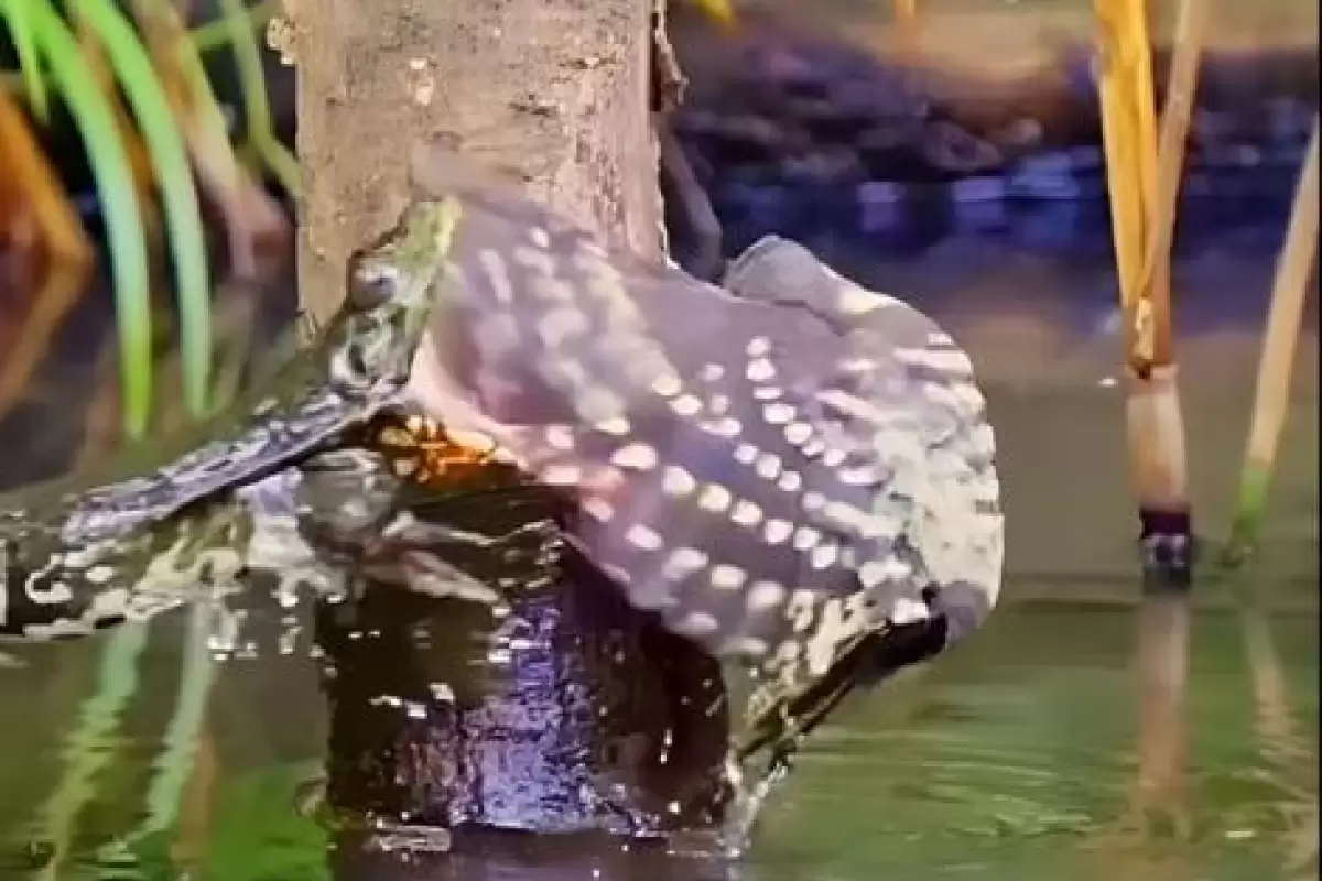 (ویدیو) نحوه شکار منحصر به فرد پرنده روی تنه درخت توسط قورباغه