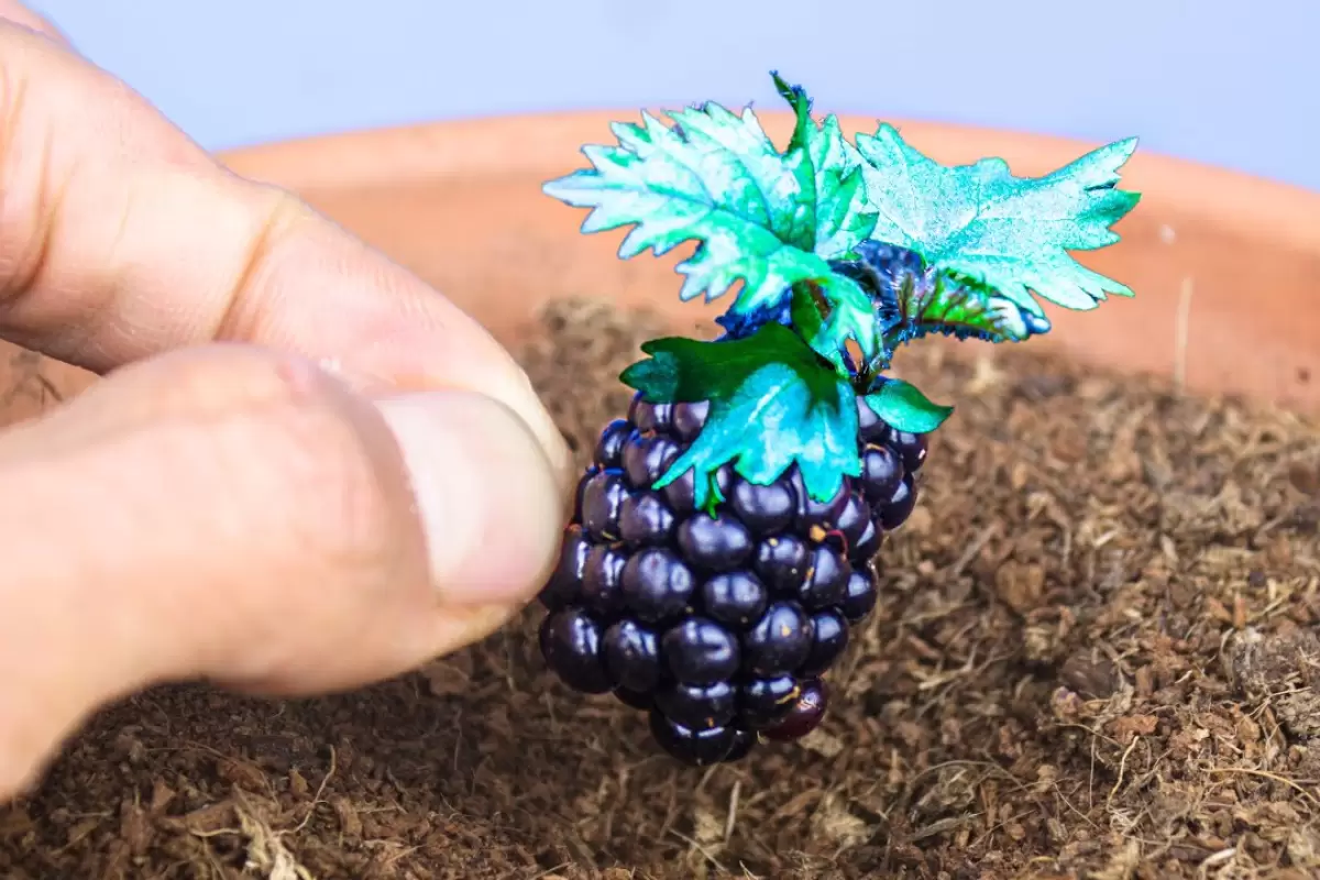 (ویدئو) یک روش سریع و ساده برای پرورش شاه توت در خانه از طریق دانه آن