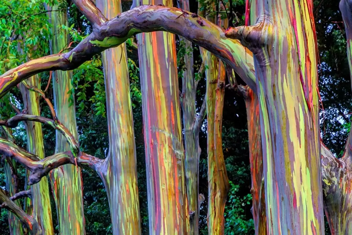 (تصاویر) درختی خارق‌العاده و باورنکردنی که شبیه نقاشی‌های انتزاعی است