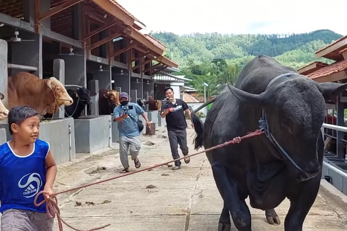 (ویدئو) این گاوداری در اندونزی بزرگترین گاوهای جهان را پرورش می دهد!