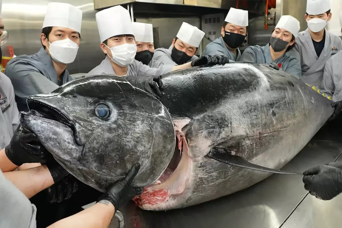 (ویدئو) مهارت درخشان استاد کره ای در برش زدن ماهی تن 300 کیلوگرمی و طبخ غذا با آن