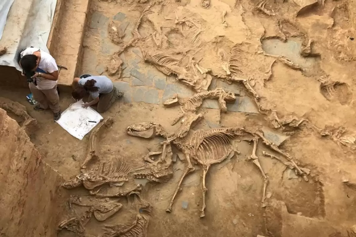 (تصاویر) اینجا یک «قربانگاه» 2500 سالۀ حیوانات است