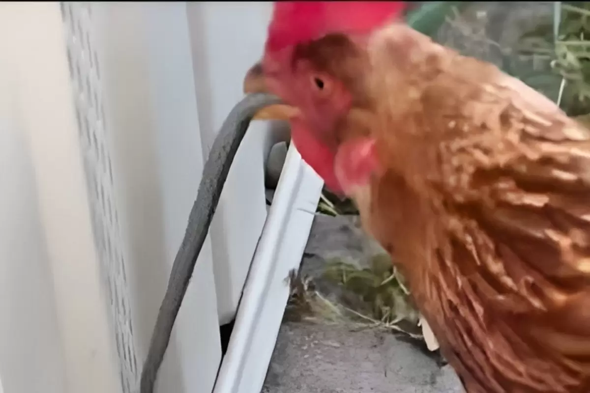 (ویدئو) لحظه خوردن بچه مار بی نوا توسط مرغ گرسنه