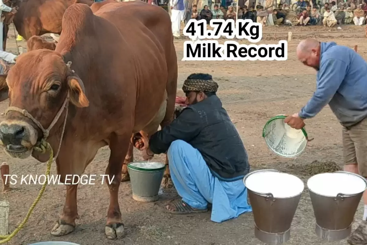 (ویدئو) مسابقه شیردوشی گاوها؛ این گاو با 41.740 کیلوگرم شیردهی اول شد