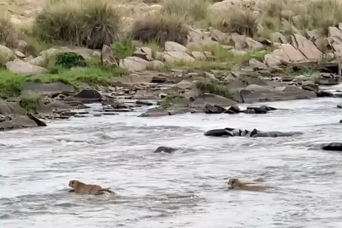 (ویدئو) عبور با ترس و لرز یوزها از رودخانه پر از تمساح