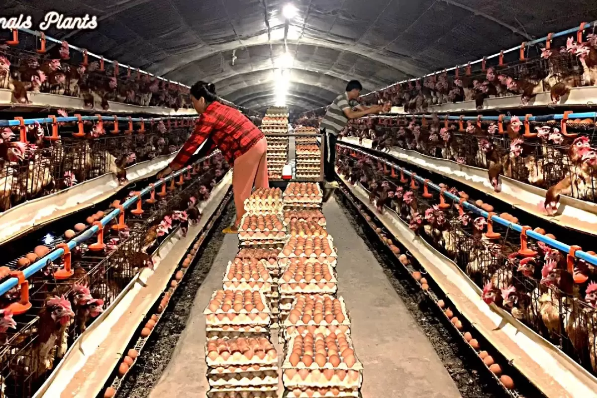 (ویدئو) ویتنامی ها به این شکل مرغ و تخم مرغ محلی شان را تامین می کنند