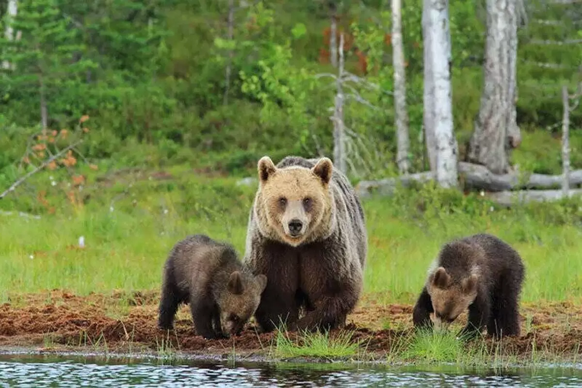 (ویدئو) اسیر شدن خرس مادر و دو توله‌اش داخل استخر در منطقه دنا