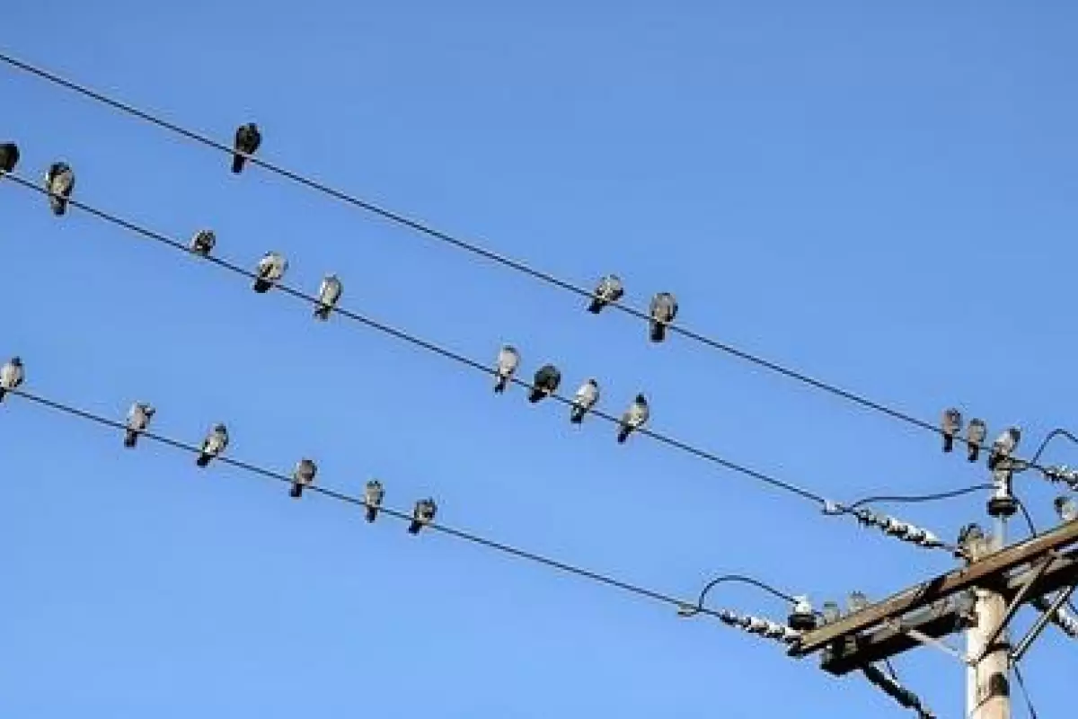 (ویدیو) لحظه برق گرفتگی دسته جمعی پرندگان روی کابل برق