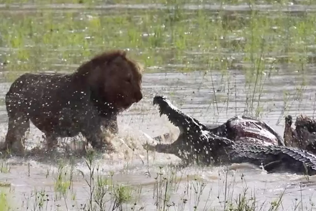 (ویدئو) نبرد باورنکردنی تمساح و شیر بر سر لاشه یک بوفالو
