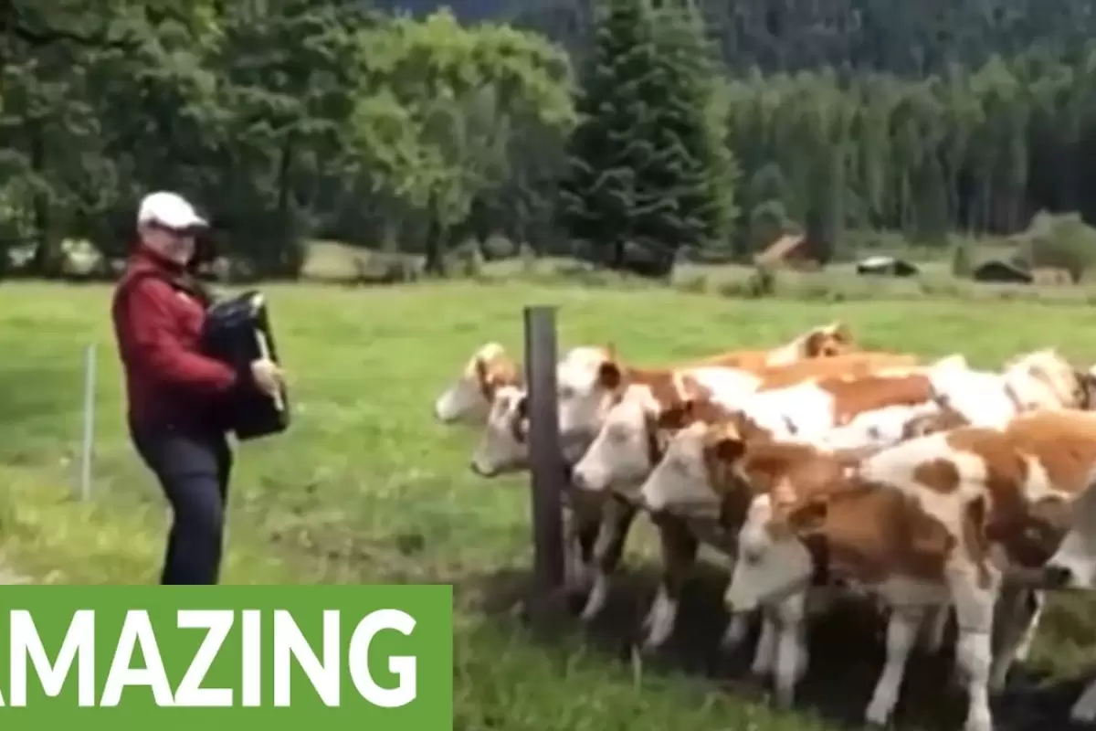 (ویدئو) واکنش جالب گوساله ها به آکاردئون نوازی یک عابر