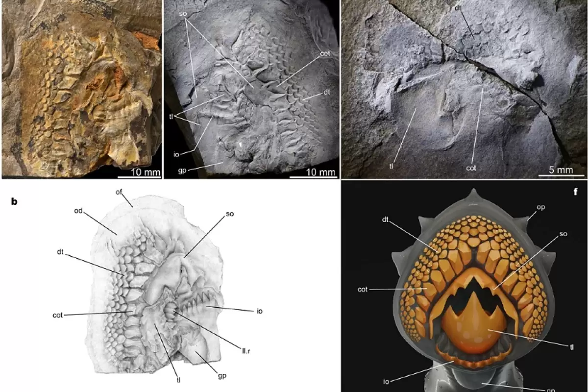 کشف فسیل‌های 160 میلیون‌سالۀ دو ماهی «خون‌آشام»