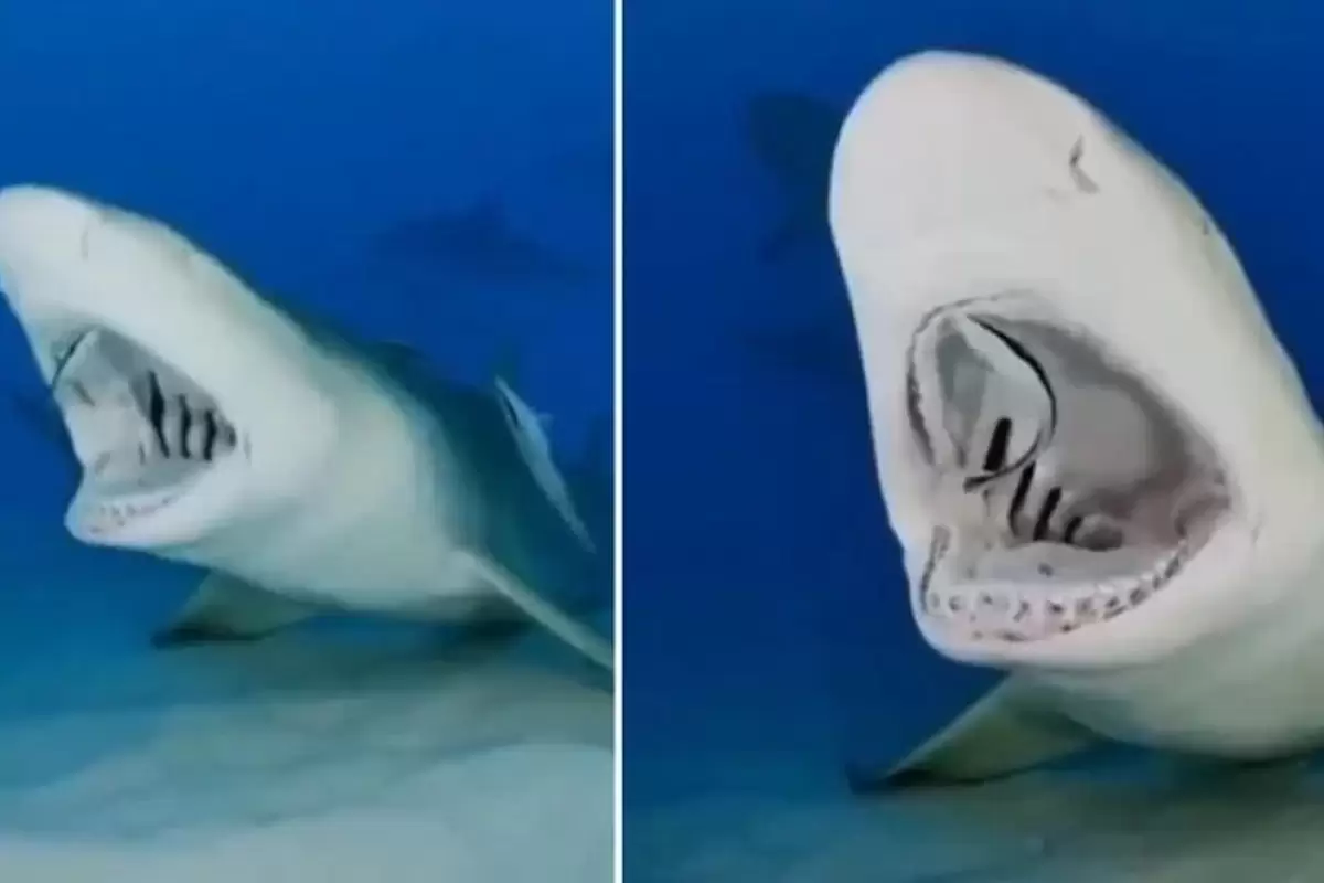 (ویدئو) چسبک‌ماهی در دهان کوسه بزرگ چه می‌کند؟