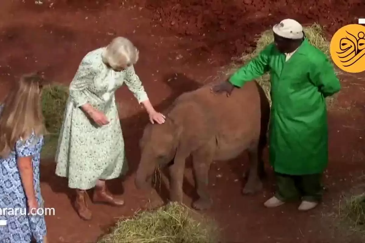(ویدیو) شیر دادن ملکه انگلیس به یک بچه فیل