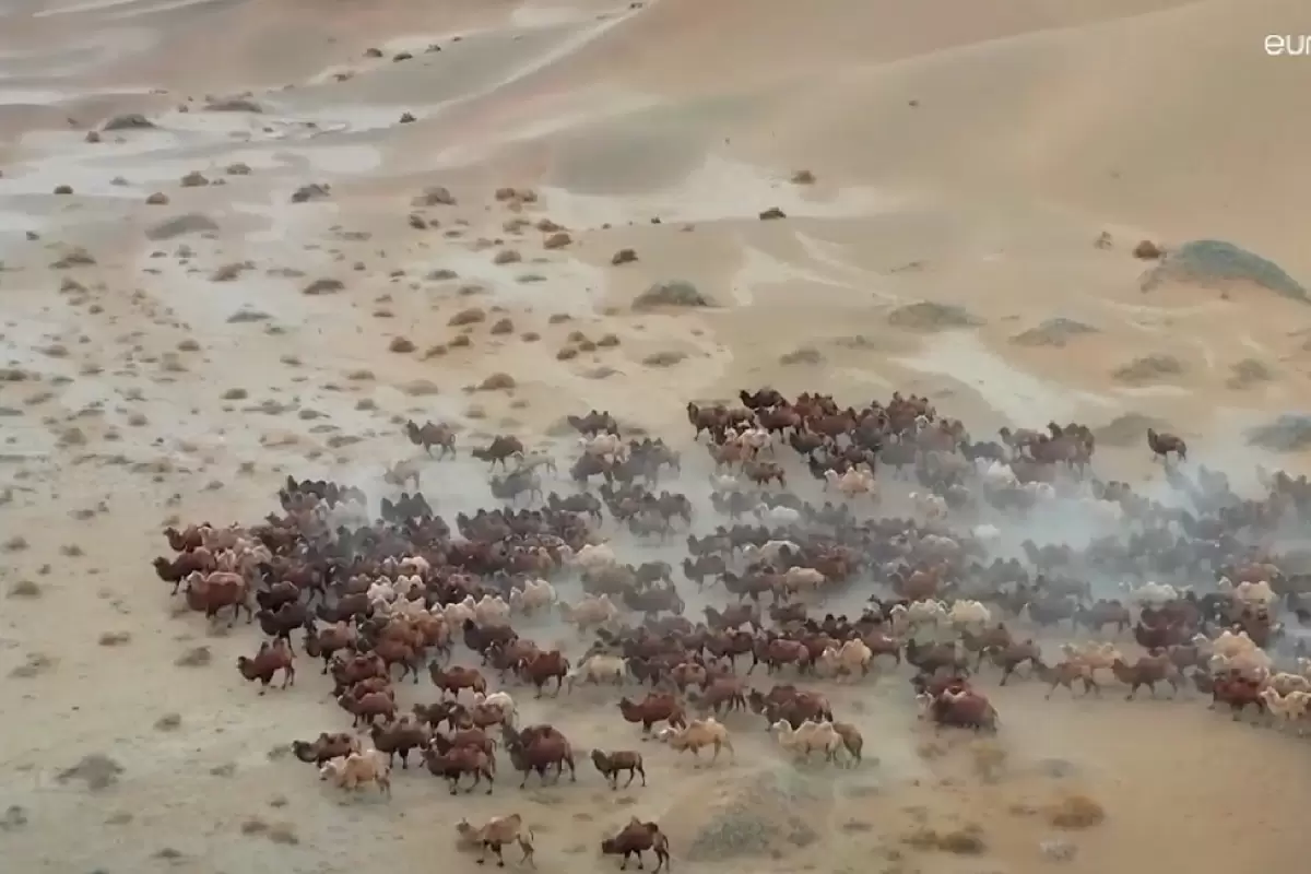 (ویدئو) مهاجرت شترها به مراتع زمستانی در بیابان باداین جاران