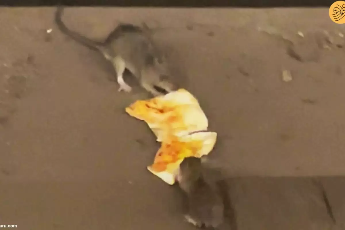 (ویدئو) نبرد موش‌ها بر سر یک تکه پیتزا