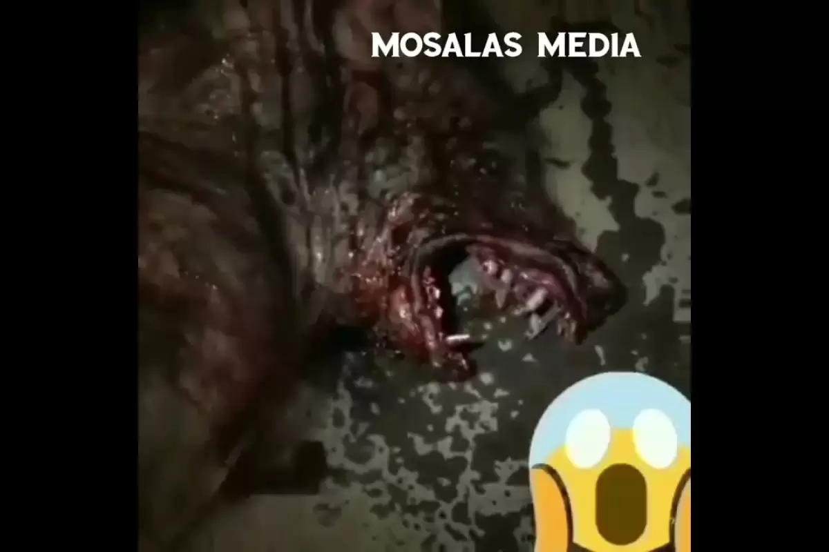 (ویدئو) ادعای عجیب و ترسناک یک شهروند افغانستانی درباره کشف انسان گرگ نما!