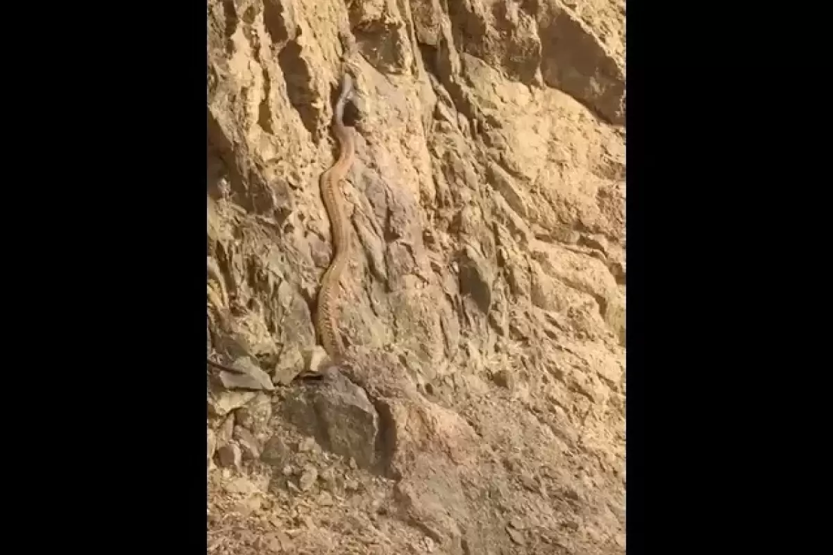 (ویدئو) عربستانی ها یک مار بزرگ و حیرت انگیز دیگر در مناطق کوهستانی کشف کردند