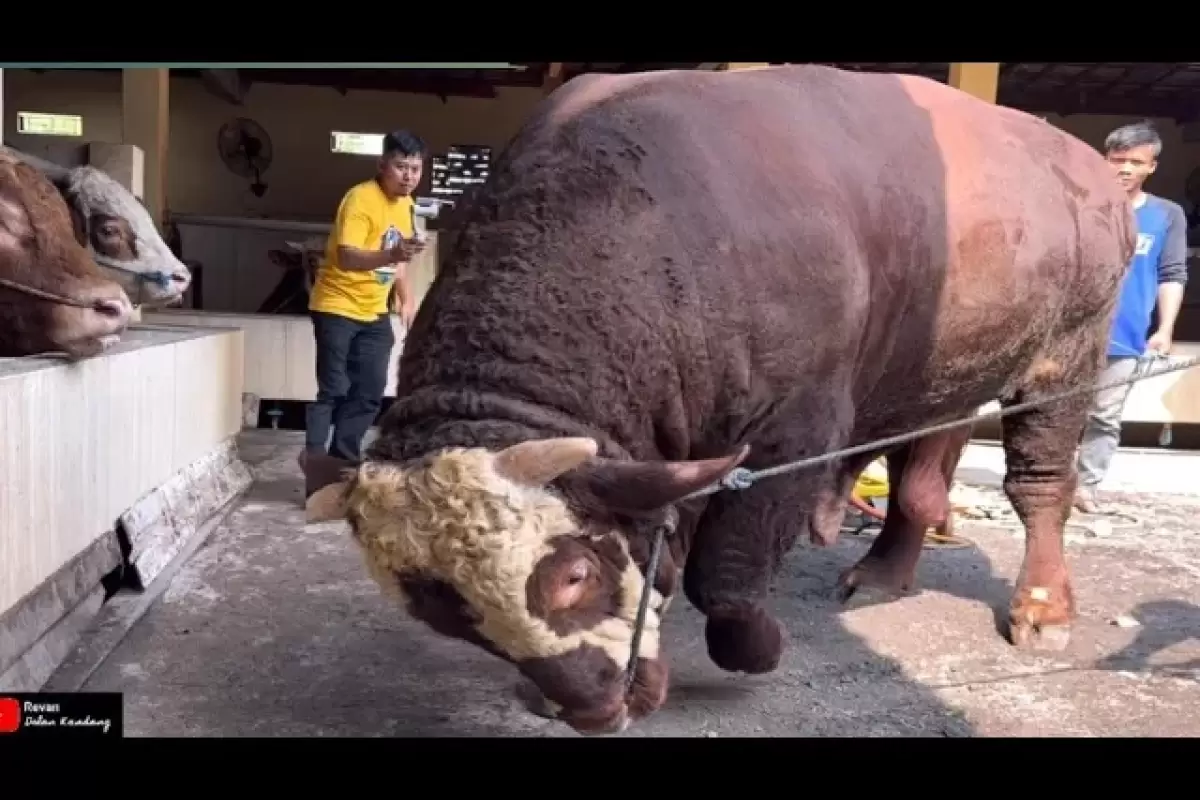 (ویدئو) این گاودار اندونزیایی متخصص پرورش گاوهای 1000 کیلوگرمی است!