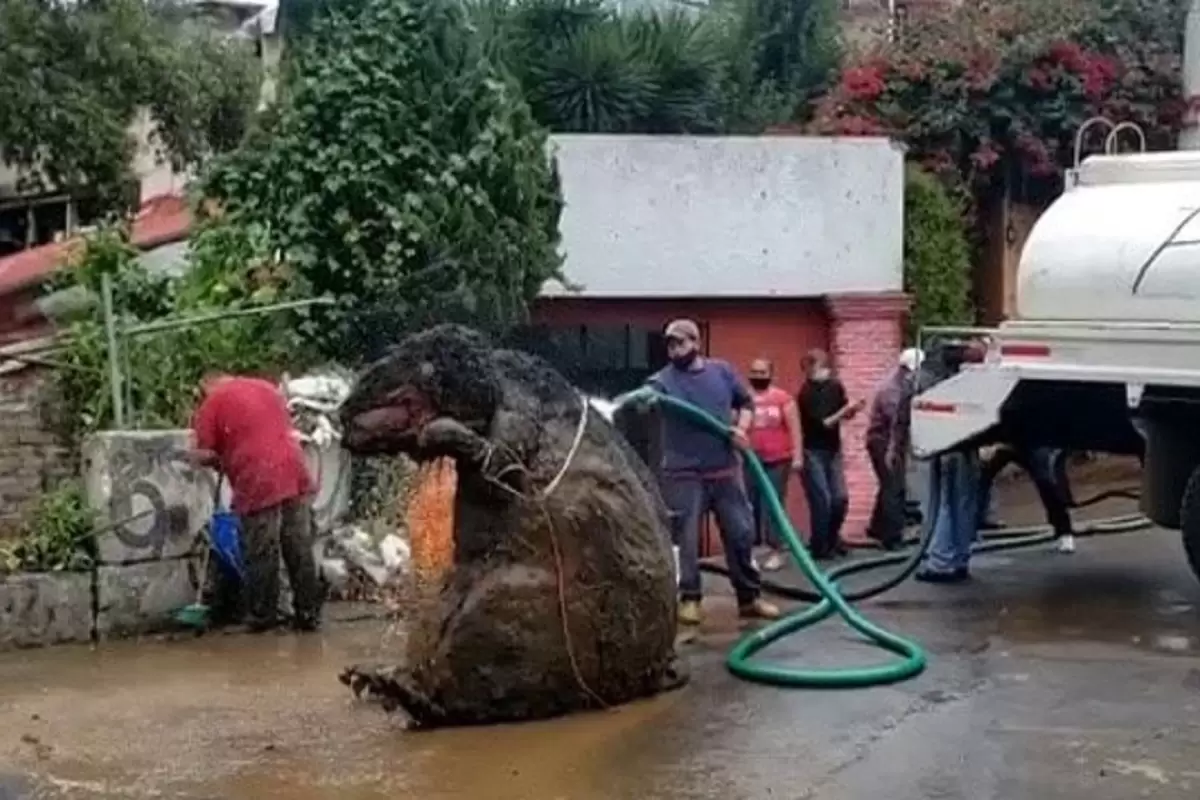 (عکس) بزرگترین موش جهان توسط دوربین عکاسان شکار شد