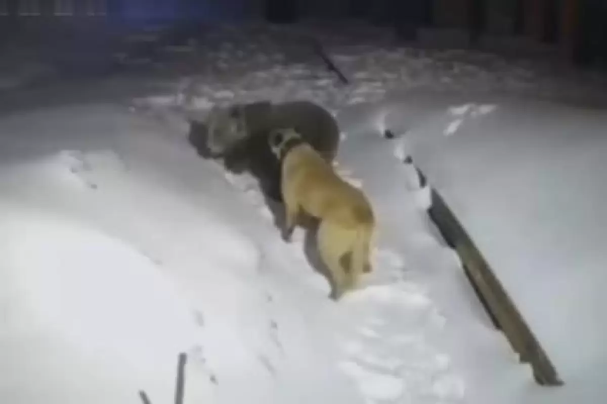(ویدیو) تقابل سگ کانگال نگهبان با خرسی که وارد خانه شده است