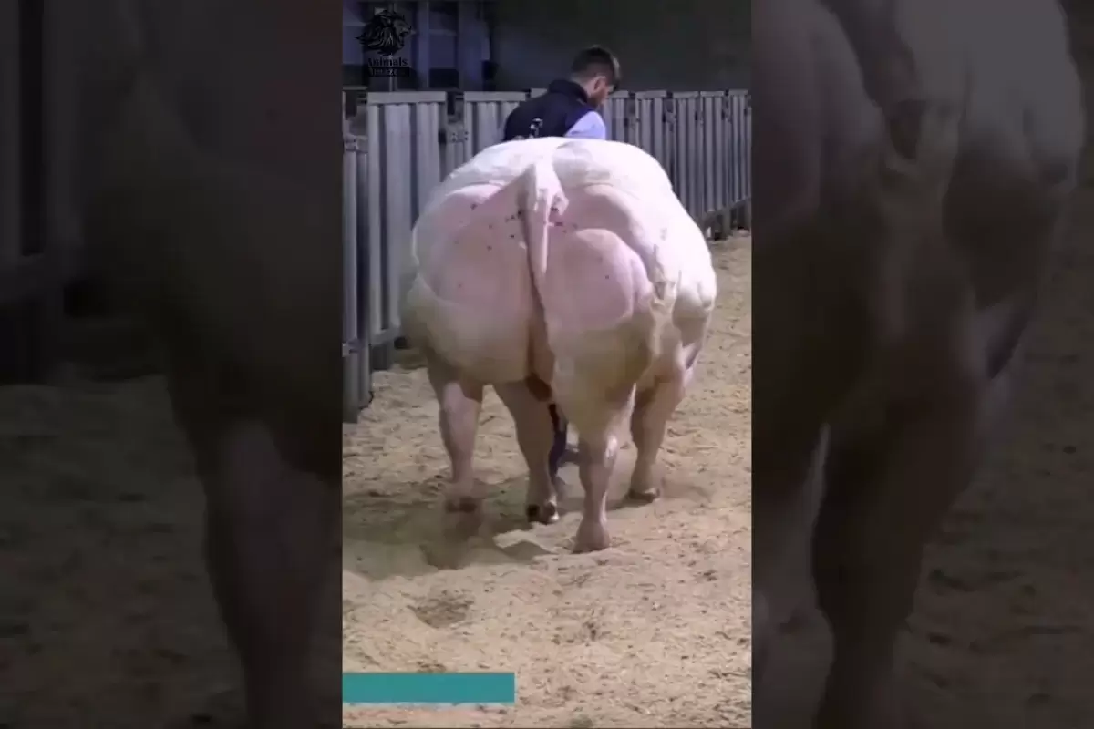 (ویدئو) گاو آبی بلژیکی؛ عضلانی ترین و غول پیکرترین گاوهای جهان