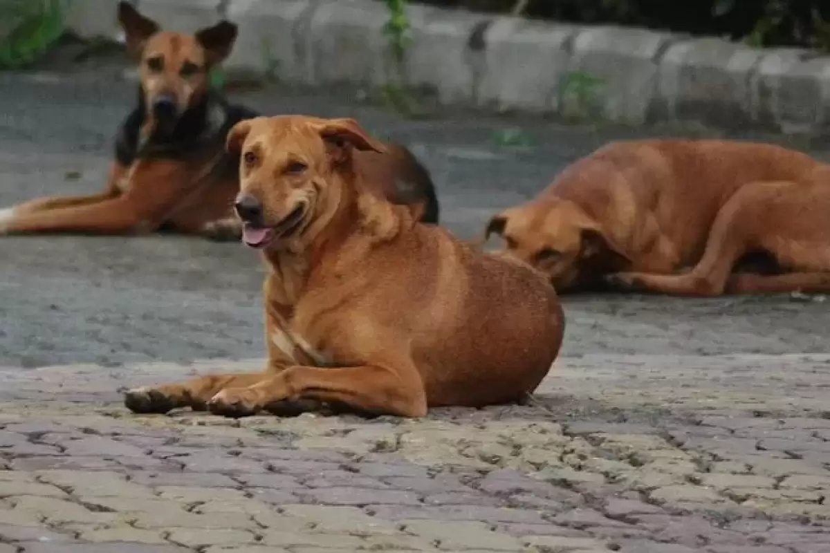 ببینید | انسانیت یک دورگرد شیرازی در حق سگ مریض