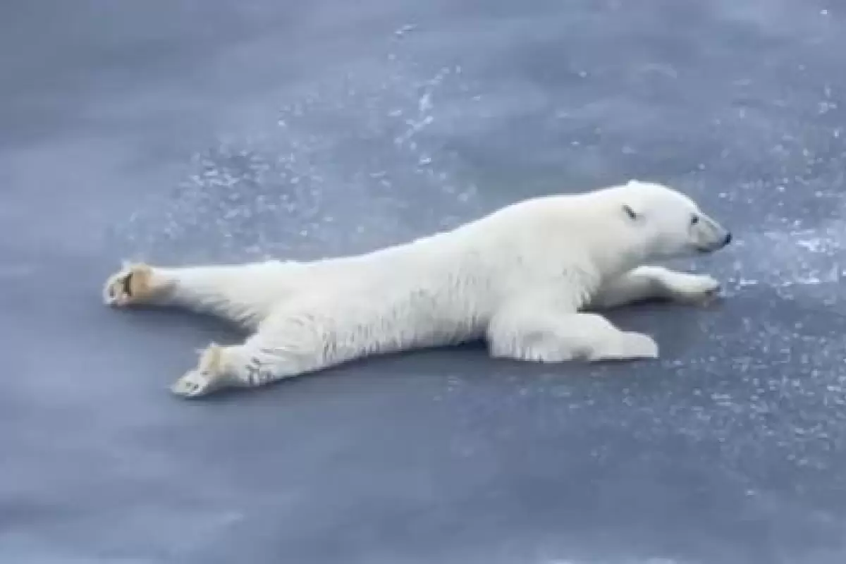 (ویدیو) وقتی خرس باهوش از فیزیک برای عبور از روی رودخانه یخ زده استفاده می کند