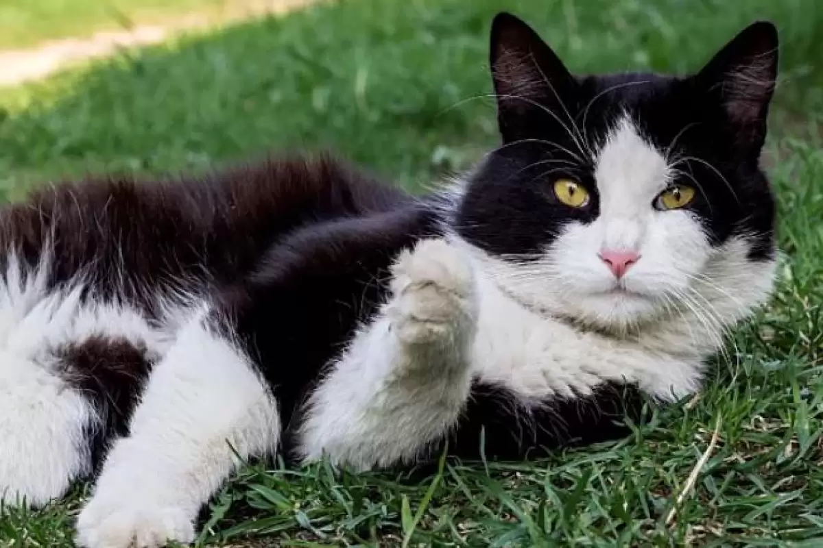 گربه گم‌شده ۱۰۰۰ کیلومتر از فرانسه تا آلمان را برای پیدا کردن صاحبش طی کرد