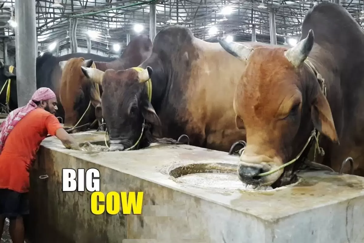 (ویدئو) این دو مرد جوان بزرگترین گاوهای بنگلادش را پرورش می دهند