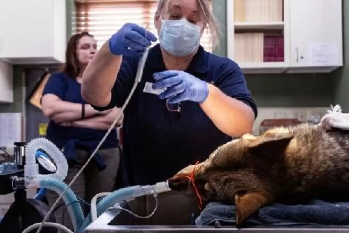 ( ویدیو) وقتی گرگ‌های آمریکایی آزمایش خون می‌دهند و به دندانپزشکی می‌روند