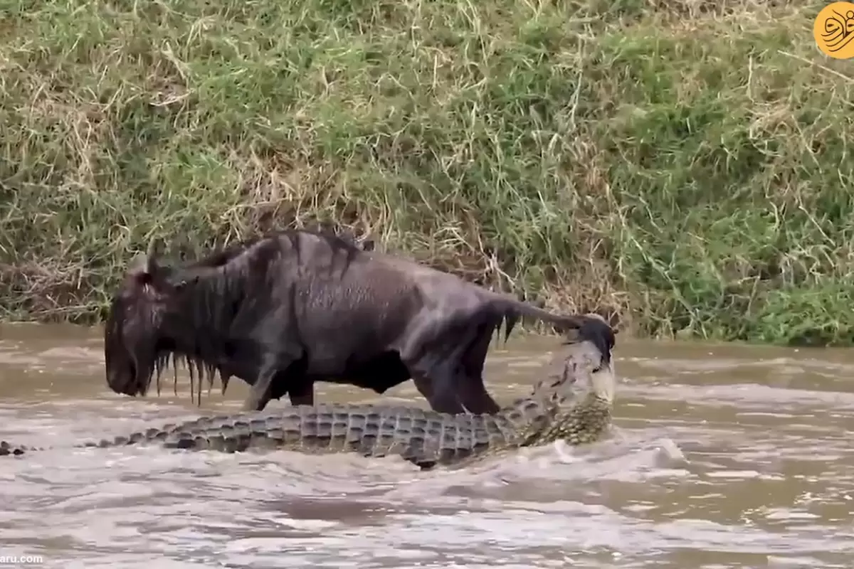 (ویدئو) تمساح دُم گوزن یالدار را گرفت و به داخل رودخانه کشاند