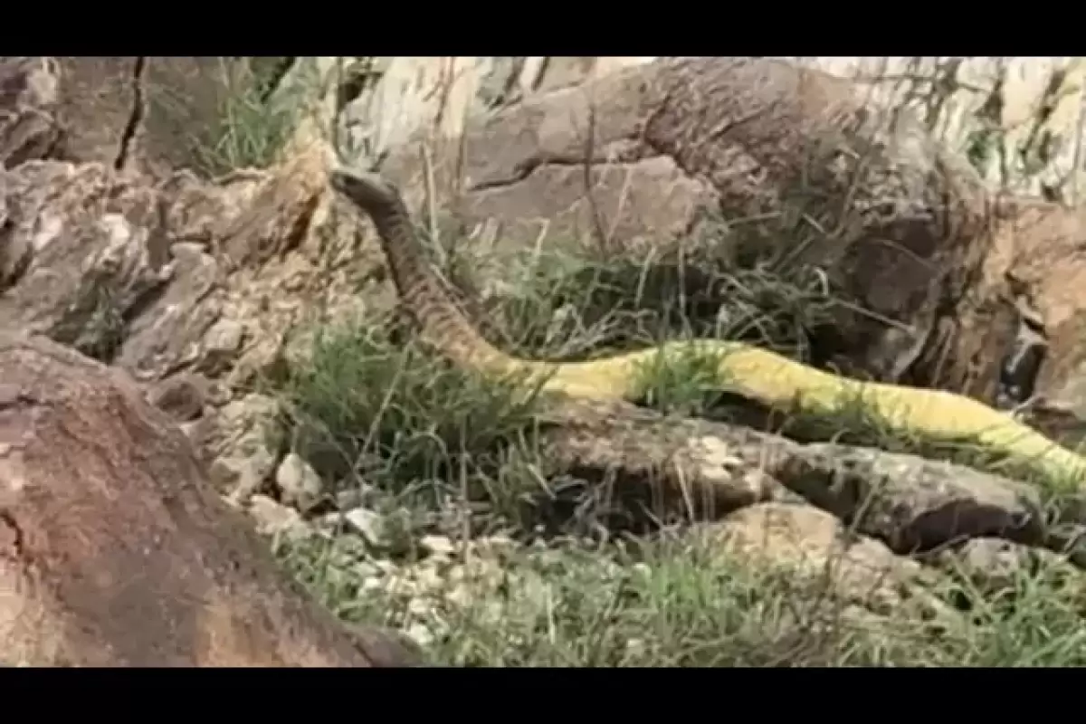 (ویدئو) این مار غول پیکر و عجیب در کوه های عربستان کشف شد