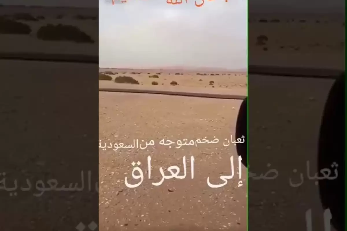 (ویدئو) این مار 100 متری از صحرای عربستان به سمت عراق در حرکت است!