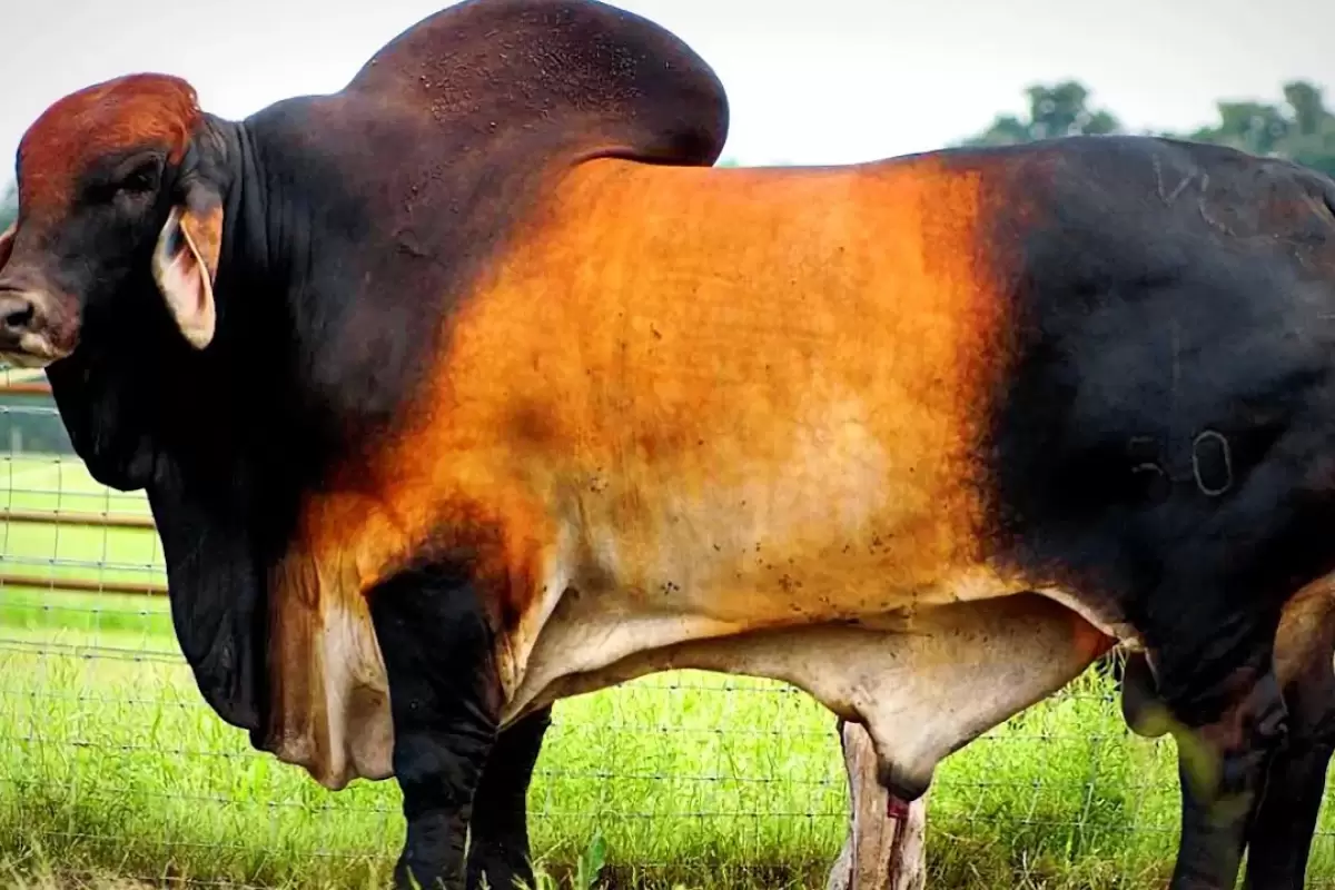 (ویدئو) این گاو 1438 کیلوگرمی بزرگترین گاو نر تگزاس است