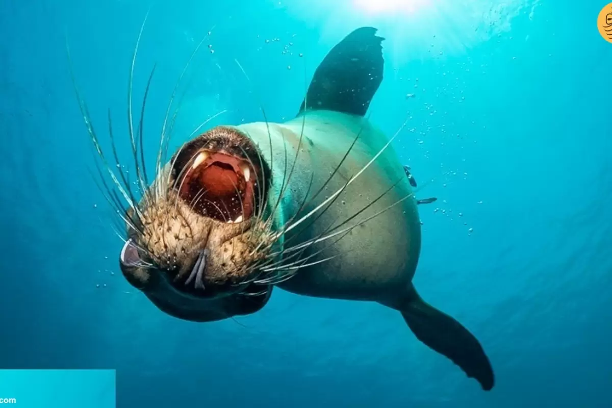 (ویدئو) بازی شیرهای دریایی با دوربین زیر آب