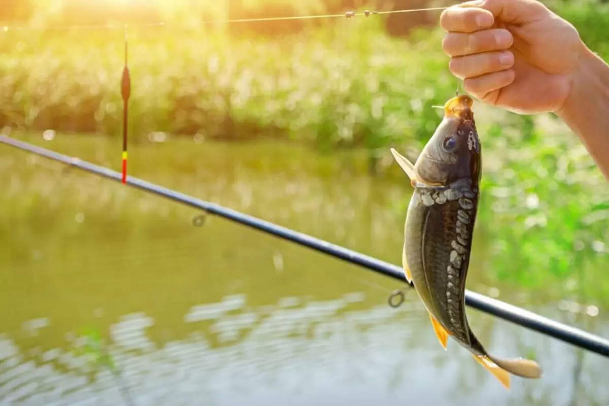 (ویدیو) ماهیگیری کاملا اتوماتیک بدون دخالت دست!