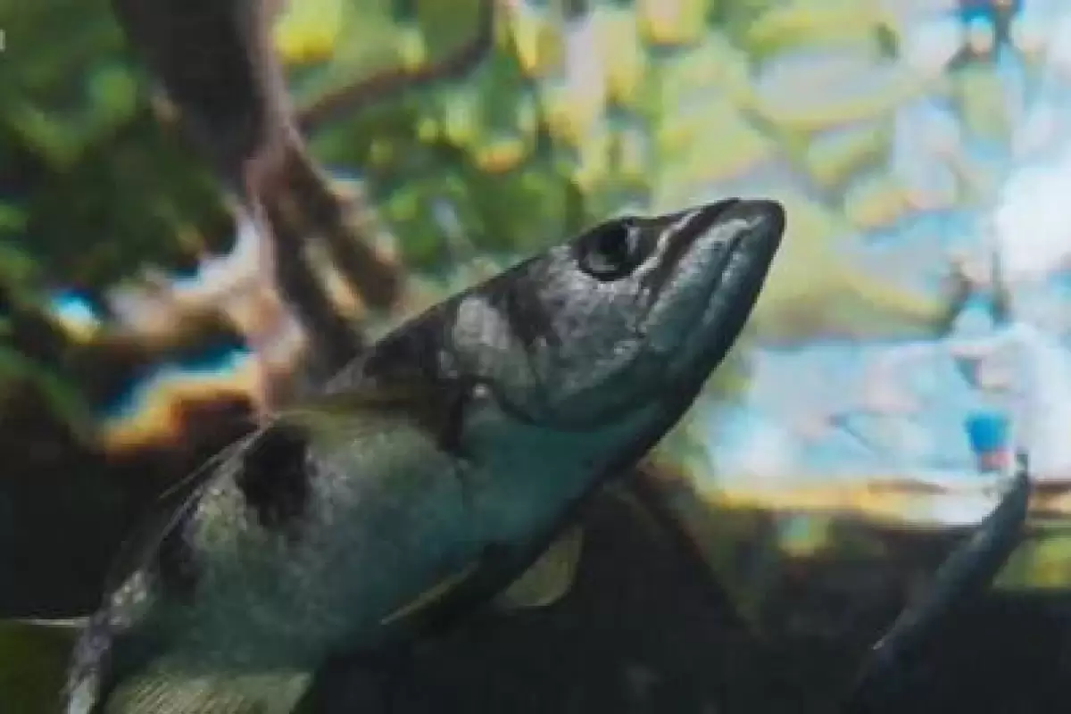 (ویدیو) ببینید این ماهی برای شکار تیراندازی می‌کند