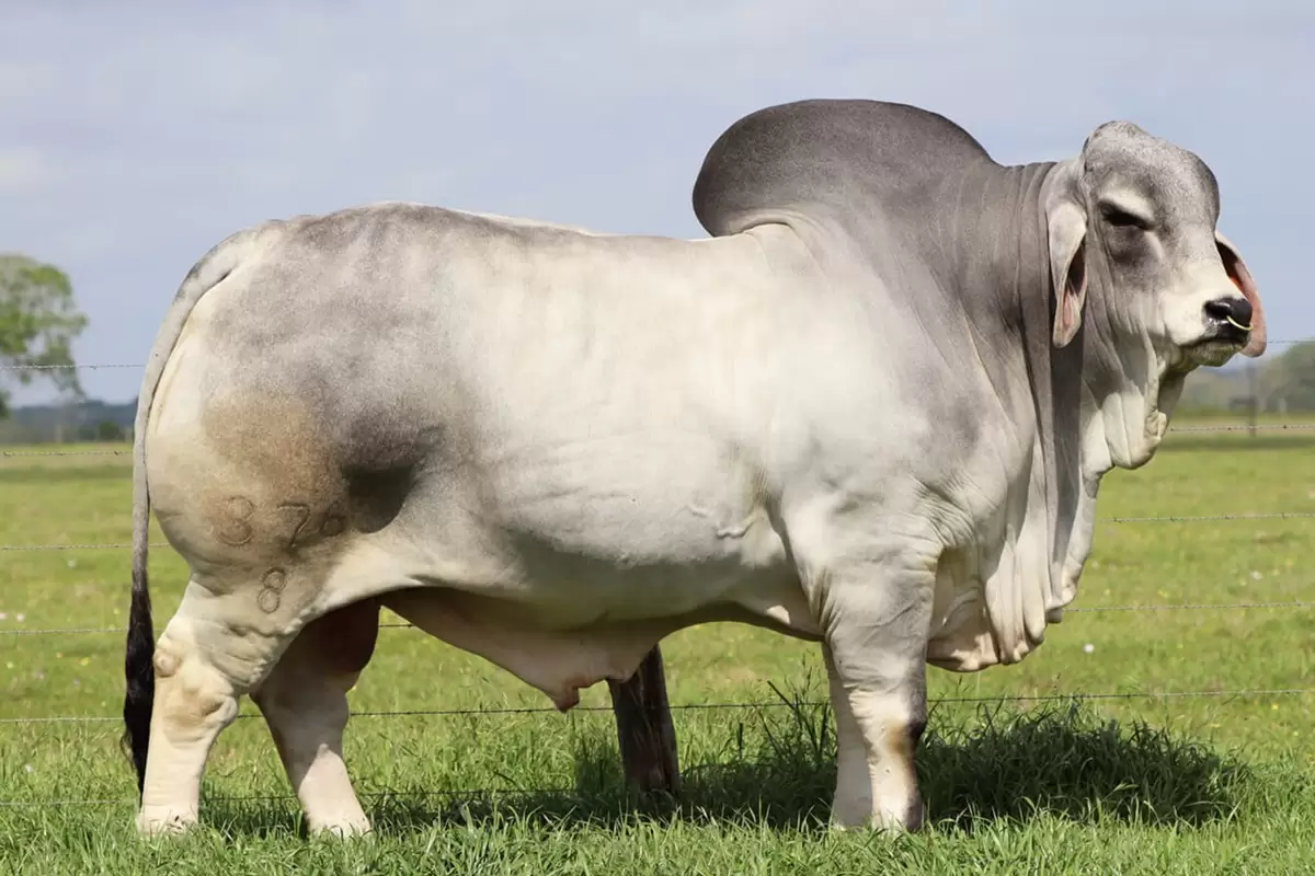 (ویدئو) این 8 گاو، بزرگترین و غول پیکرترین گاوهای جهان هستند