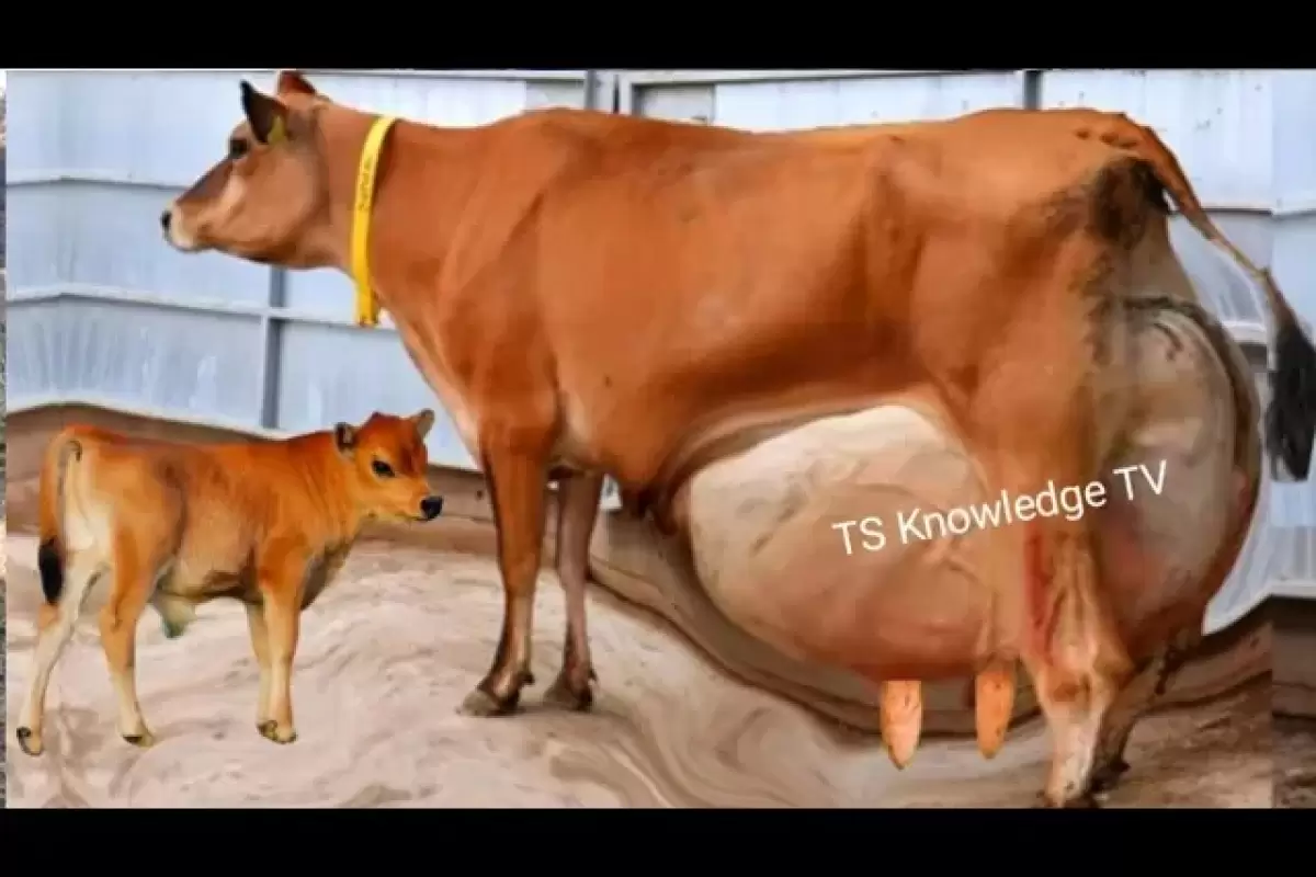 (ویدئو) این گاو نایب قهرمان تولید شیر در جهان است؛ هر 24 ساعت 120 کیلوگرم!