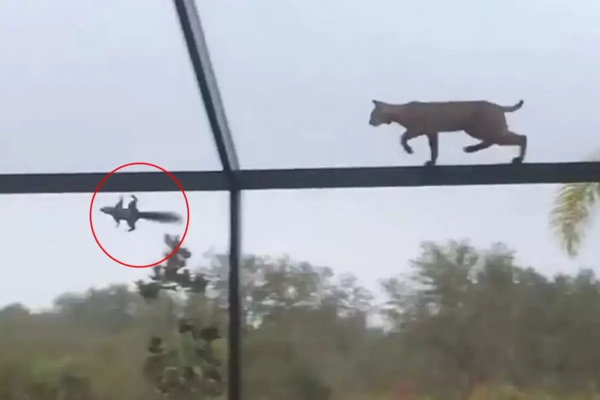(ویدئو) تلاش حیرت انگیز سیاه گوش برای شکار کردن سنجاب روی درخت
