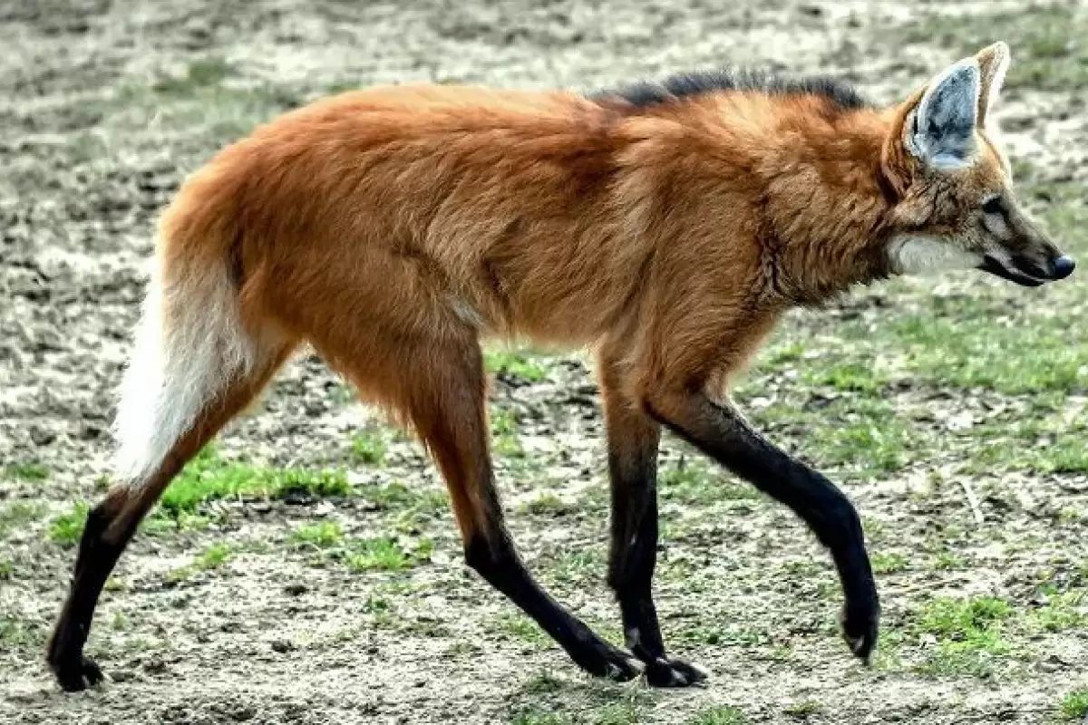(تصاویر) «گرگ یالدار»، زیباترین و متفاوت‌ترین گرگ جهان