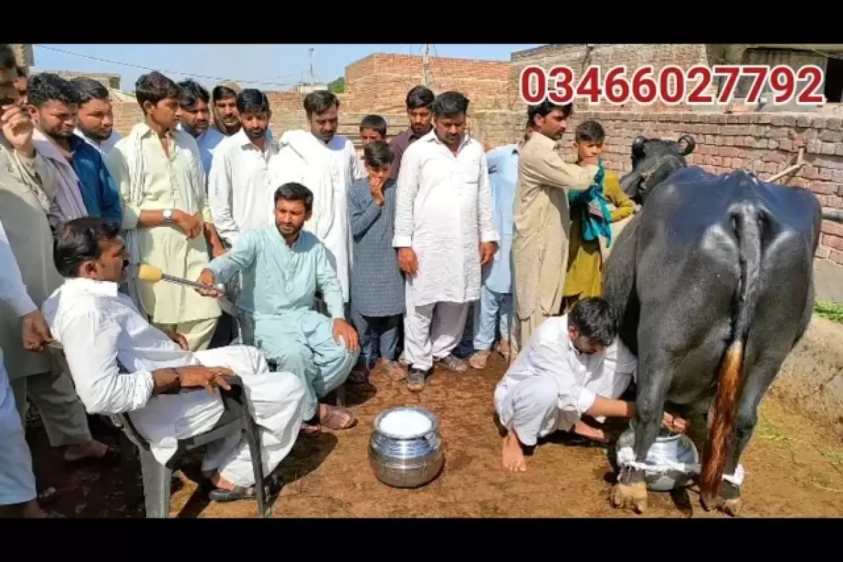 (ویدئو) مسابقه شیردوشی گاومیش پاکستانی؛ این بوفالو با 36 کیلوگرم شیردهی اول شد