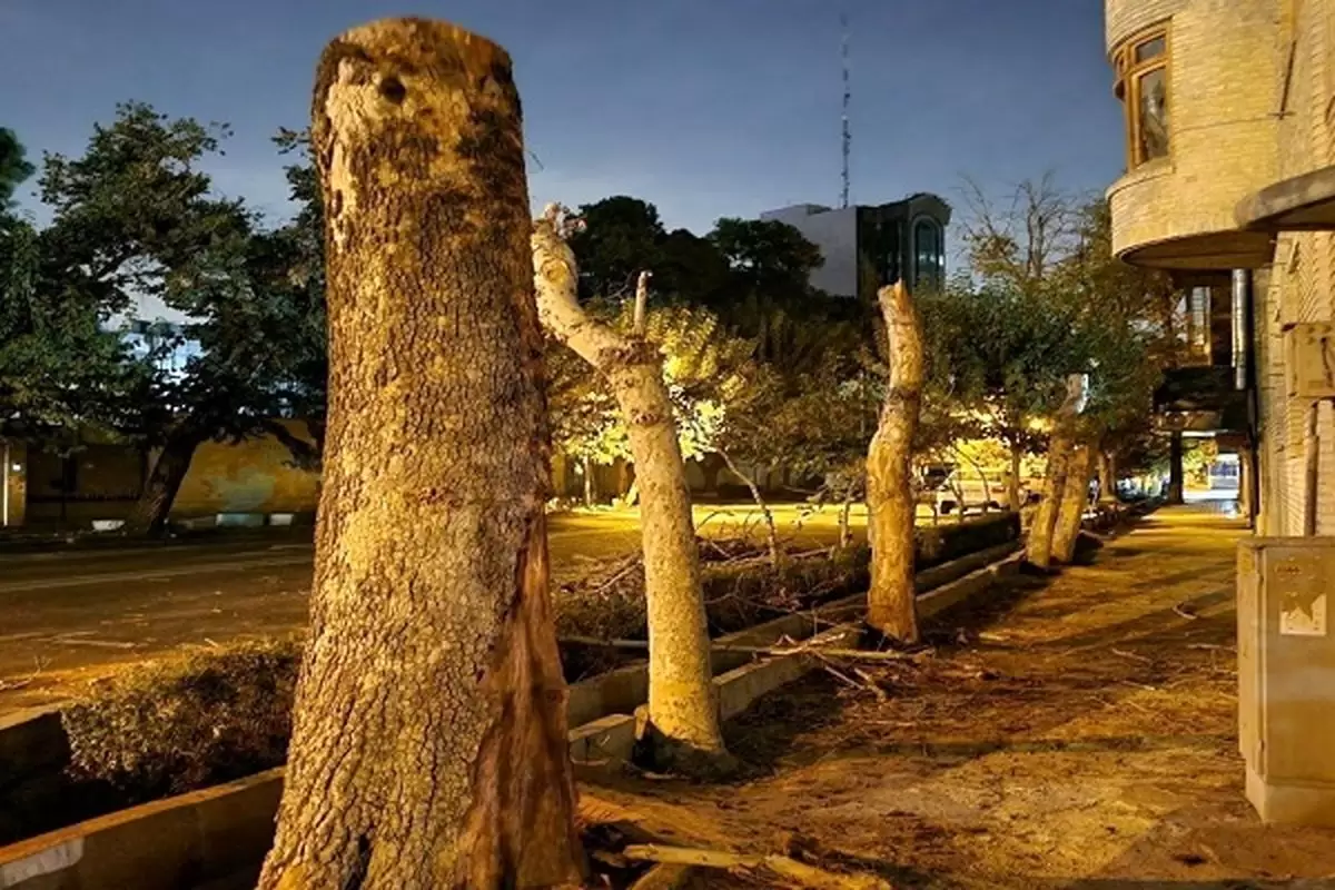 توضیح شهرداری درباره قطع درختان خیابان ایتالیا/ دو درختی که سَربَرداری شده‌اند، کاملا خشک هستند