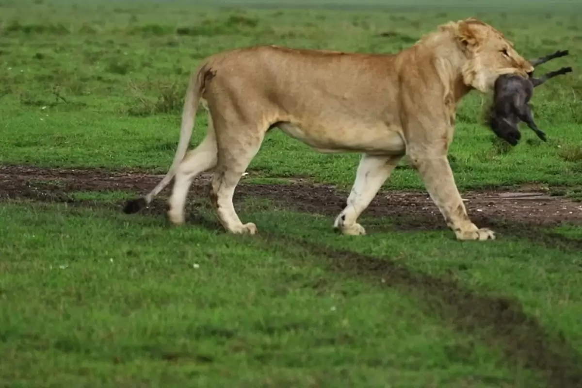 (ویدئو) شیر‌ها بچه‌های بی‌دفاع گراز را شکار کردند